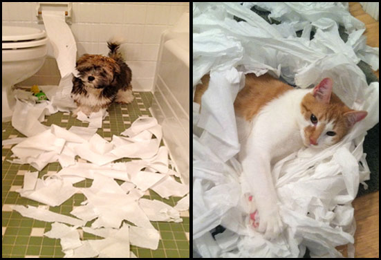 Dog and Cat messing with Toilet Paper